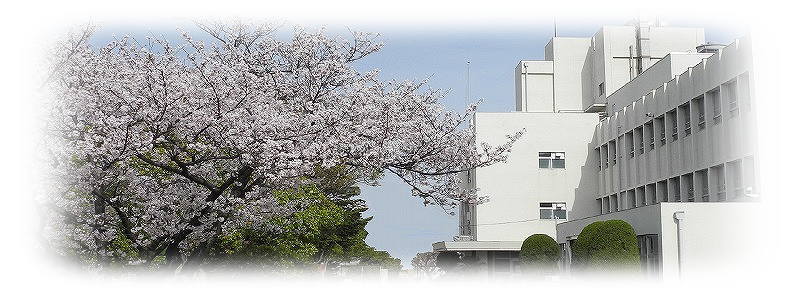 写真桜の咲いた校舎