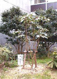 䂸