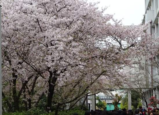 中庭の桜