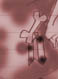 ʂB