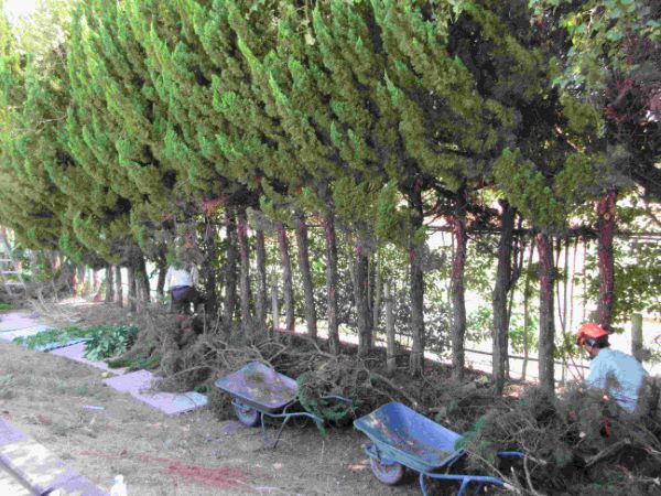 県立山の学校による環境整備活動の写真