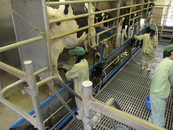 牛のお世話をしている様子