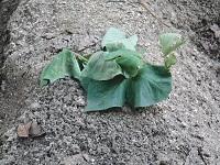 photo0520_2