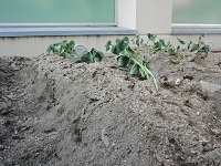 photo0520_3