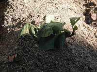 photo0521_2