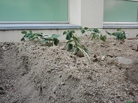 photo0525_3