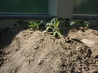 photo0526_3