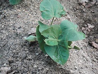 photo0527_2