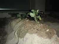 photo0528_3