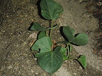 photo0529_2