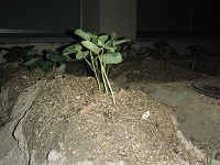photo0529_3