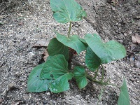 photo0601_2