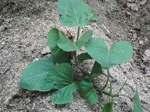 photo0602_2