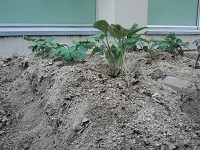 photo0602_3