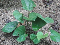 photo0603_2