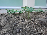 photo0603_3