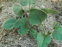 photo0604_2