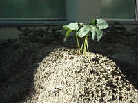 photo0604_3