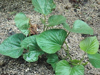 photo0605_2