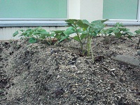photo0605_3