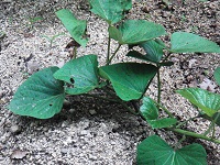 photo0608_2