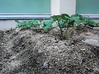 photo0608_3