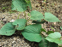 photo0609_2