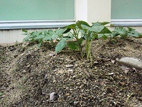 photo0609_3