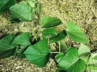 photo0610_2