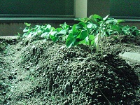 photo0610_3