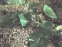photo0611_2