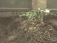 photo0611_3