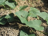 photo0612_2