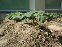 photo0612_3