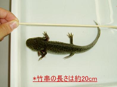 最近のウパ