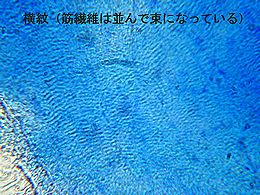 実験生物 5