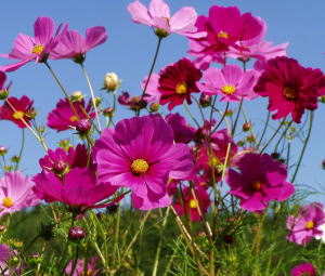 コスモスの花の画像