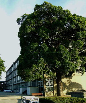 学校の楠の画像